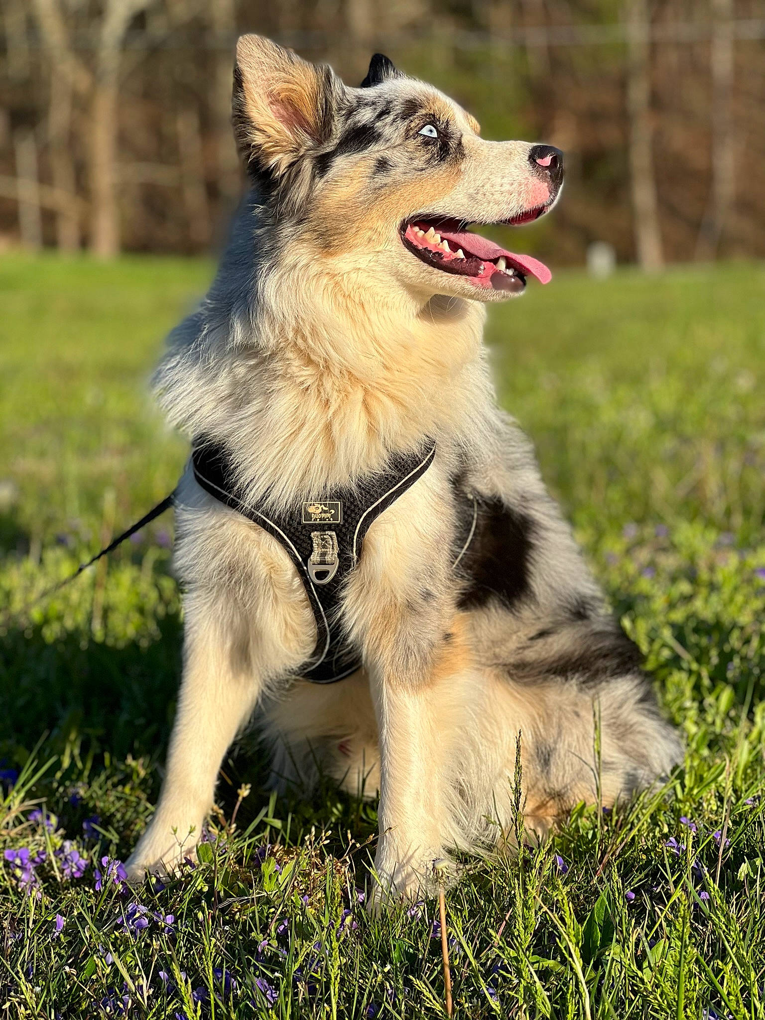 Axel joined the competition — help win amazing prizes! canidae, carnivore, collar, companion_dog, dog, dog_breed, dog_supply, fang, grass, grassland, happy, leash, people_in_nature, plant, recreation, smile, sporting_group, whiskers, working_animal, working_dog