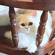Yuki is registered to the contest to win money with this photo: cat, fluffy, cream_colored, wooden_chair, pet, indoor, furniture, curious, cute, animal, relaxed, spindles, floor, domestic, close_up, whiskers, paws, soft_fur, looking, cozy