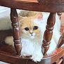 cat, fluffy, cream_colored, wooden_chair, pet, indoor, furniture, curious, cute, animal, relaxed, spindles, floor, domestic, close_up, whiskers, paws, soft_fur, looking, cozy