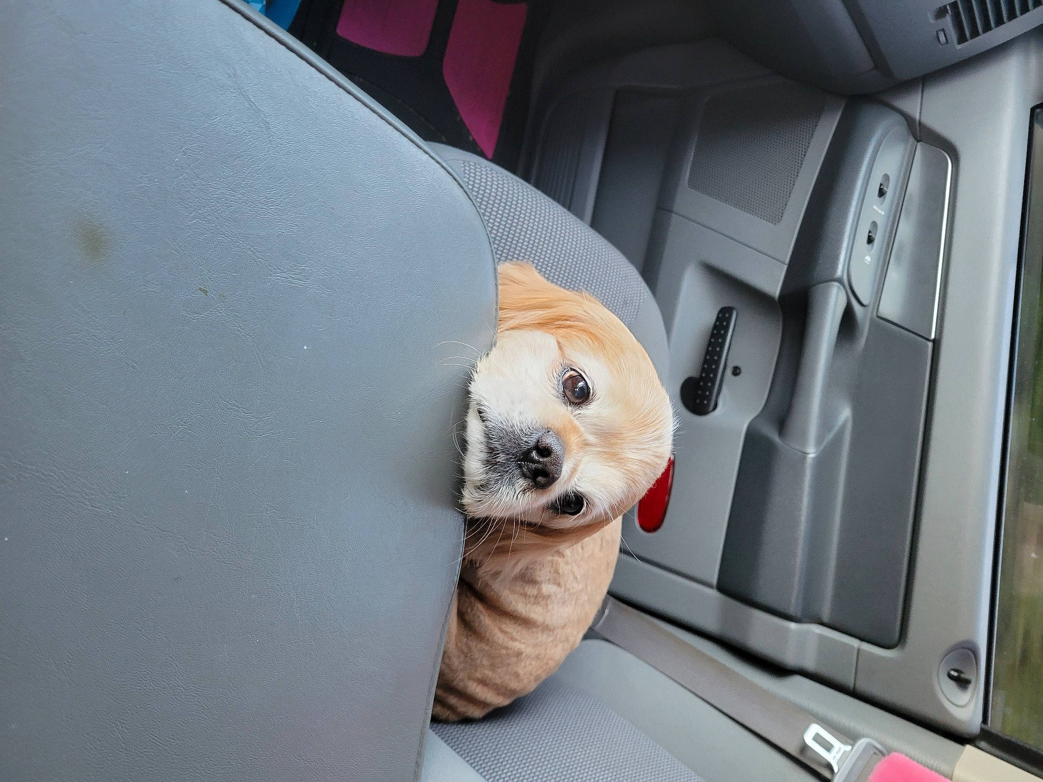 Jacob is registered to the contest to win money with this photo: auto_part, automotive_design, automotive_exterior, automotive_lighting, automotive_mirror, car, car_seat, carnivore, comfort, companion_dog, fawn, hood, motor_vehicle, personal_luxury_car, snout, technology, toy, vehicle, vehicle_door, white