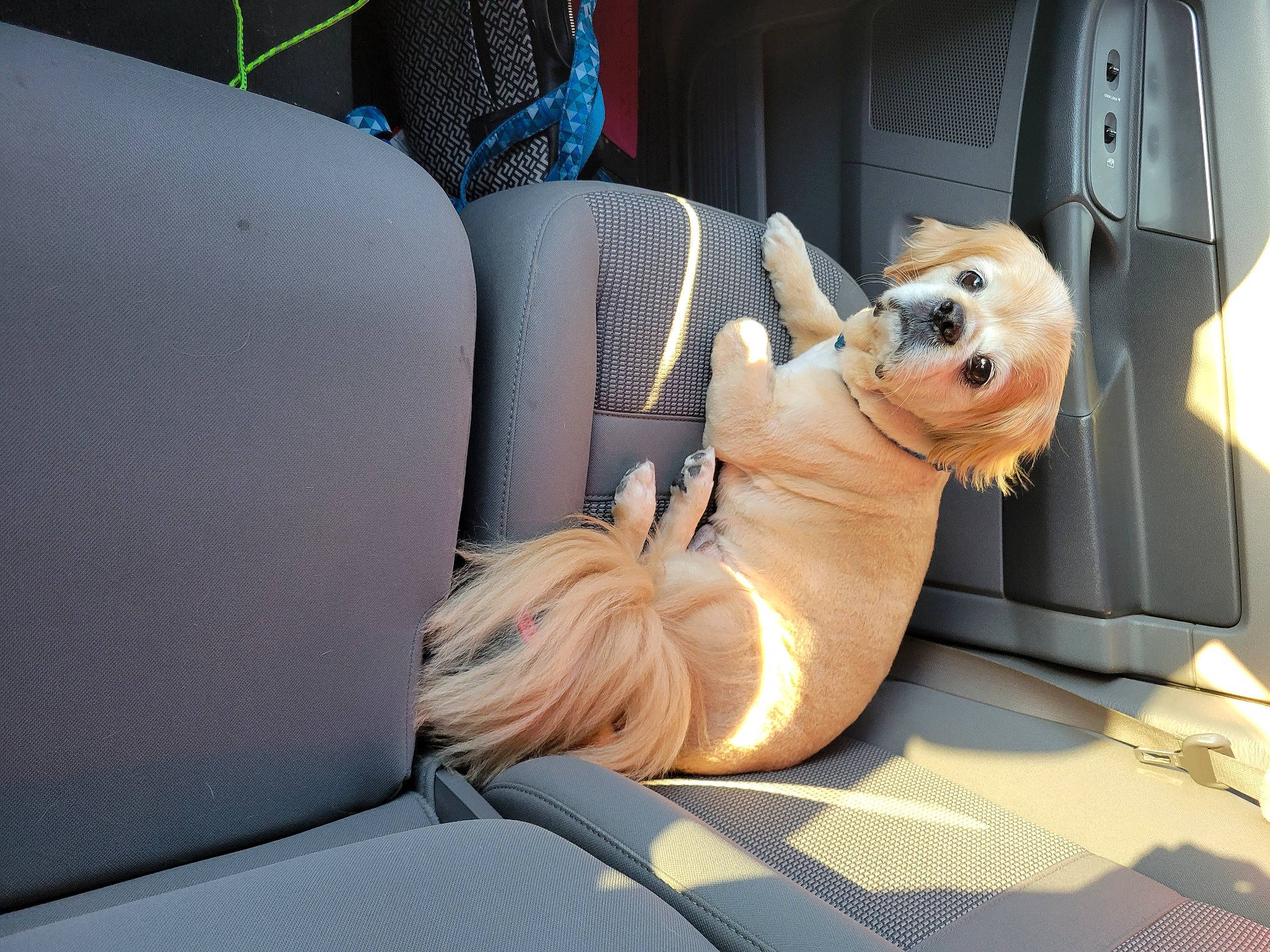 Jacob joined the competition — help win amazing prizes! auto_part, automotive_design, automotive_exterior, car, car_seat, car_seat_cover, carnivore, comfort, companion_dog, couch, dog, dog_breed, family_car, fawn, motor_vehicle, personal_luxury_car, toy, vehicle, vehicle_door, whiskers