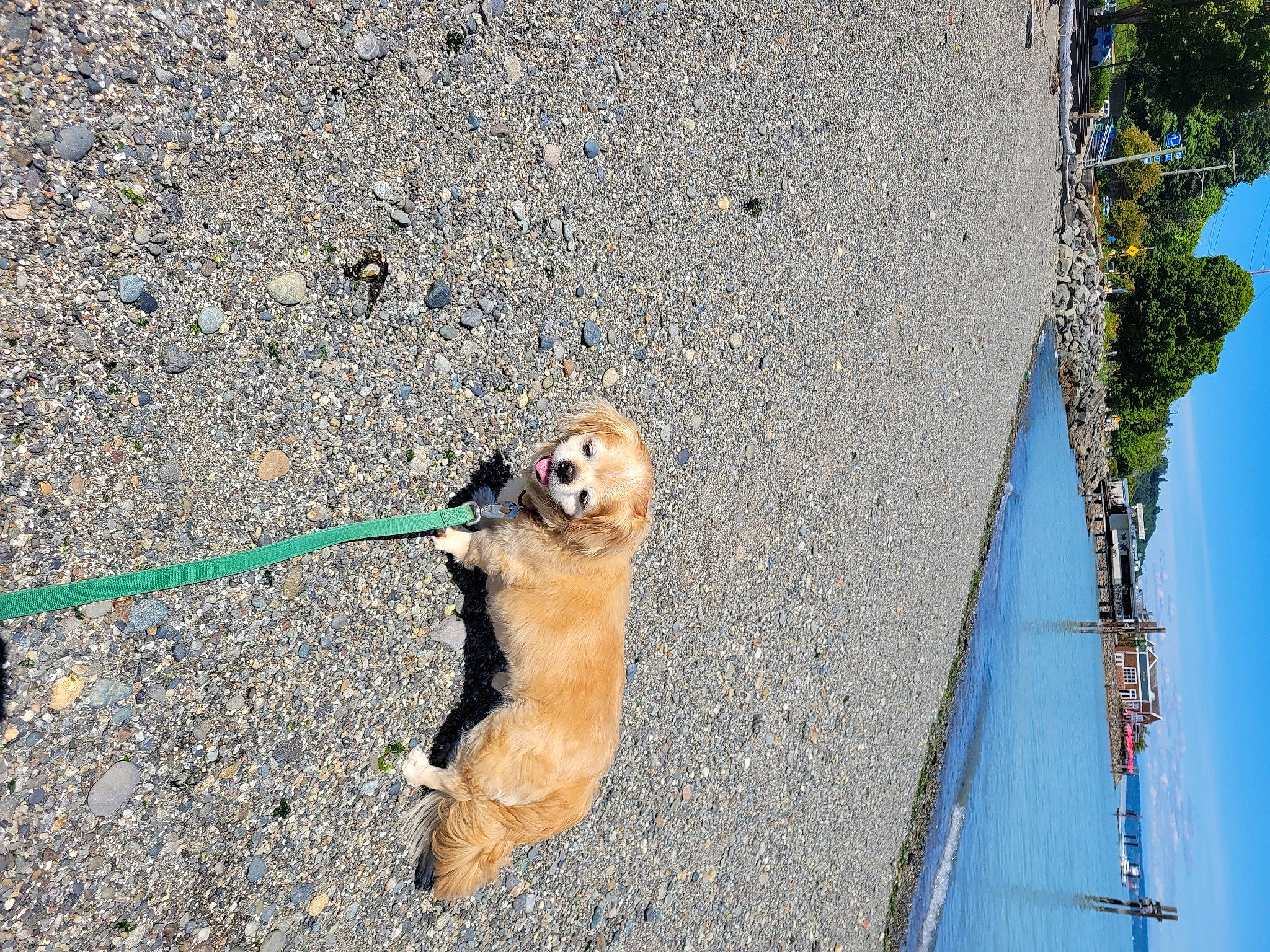 Jacob joined the competition — help win amazing prizes! asphalt, carnivore, collar, companion_dog, concrete, dog, dog_breed, fawn, grass, leash, pet_supply, plant, road, road_surface, sidewalk, sky, slope, sporting_group, tail, tree