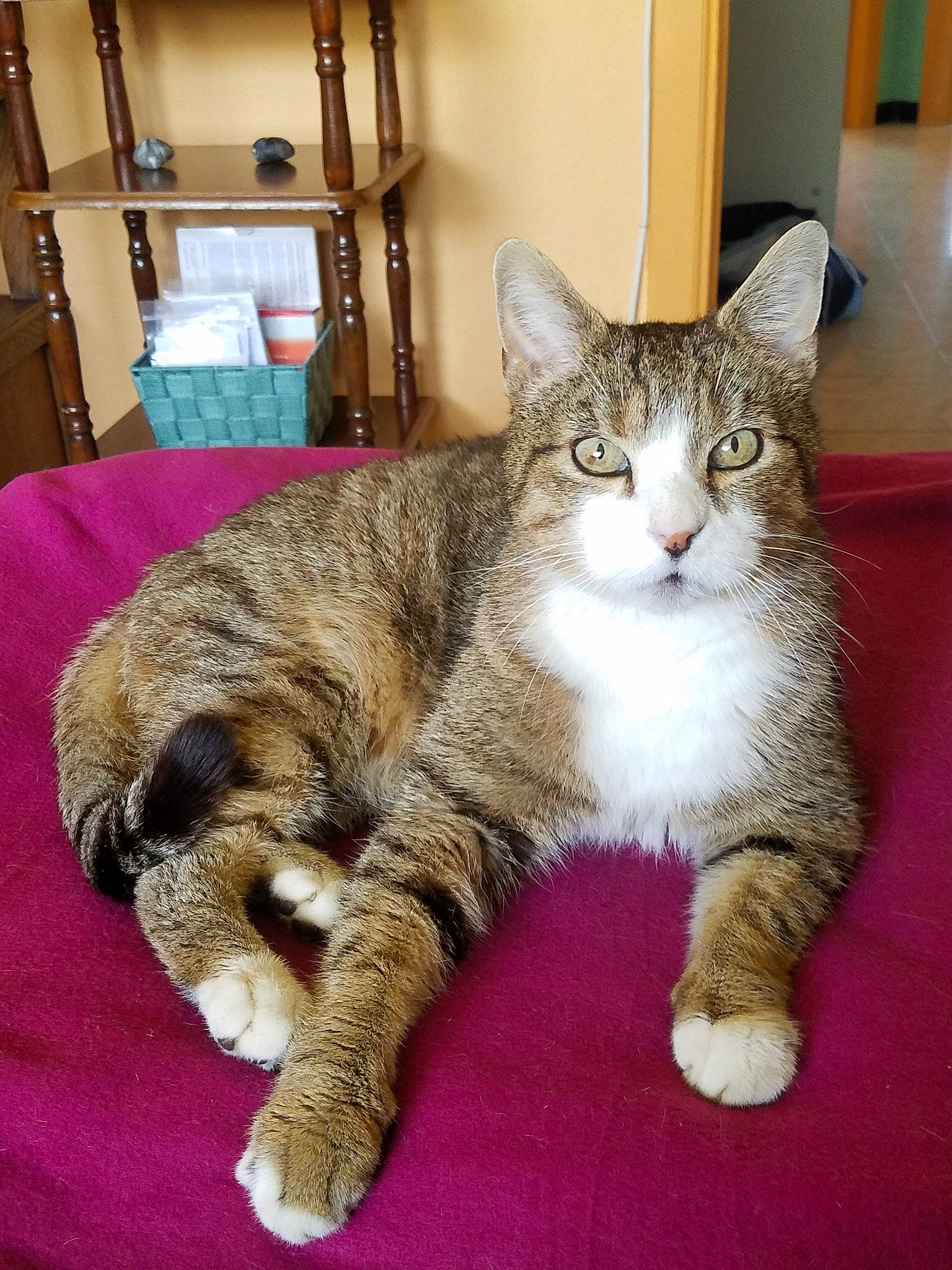 Shango participe au concours pour gagner de l'argent avec cette photo : american_shorthair, american_wirehair, asian, australian_mist, california_spangled, carnivore, cat, domestic_short_haired_cat, dragon_li, european_shorthair, felidae, kitten, mammal, paw, pixie_bob, polydactyl_cat, small_to_medium_sized_cats, tabby_cat, vertebrate, whiskers