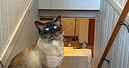 Luca is registered to the contest to win money with this photo: cat, siamese_cat, blue_eyes, indoor, stairs, white_walls, wooden_handrail, carpet, curious, pet, feline, house, living_room, laptop, couch, fur, animal, whiskers, looking_up, domestic