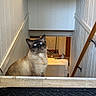 cat, siamese_cat, blue_eyes, indoor, stairs, white_walls, wooden_handrail, carpet, curious, pet, feline, house, living_room, laptop, couch, fur, animal, whiskers, looking_up, domestic