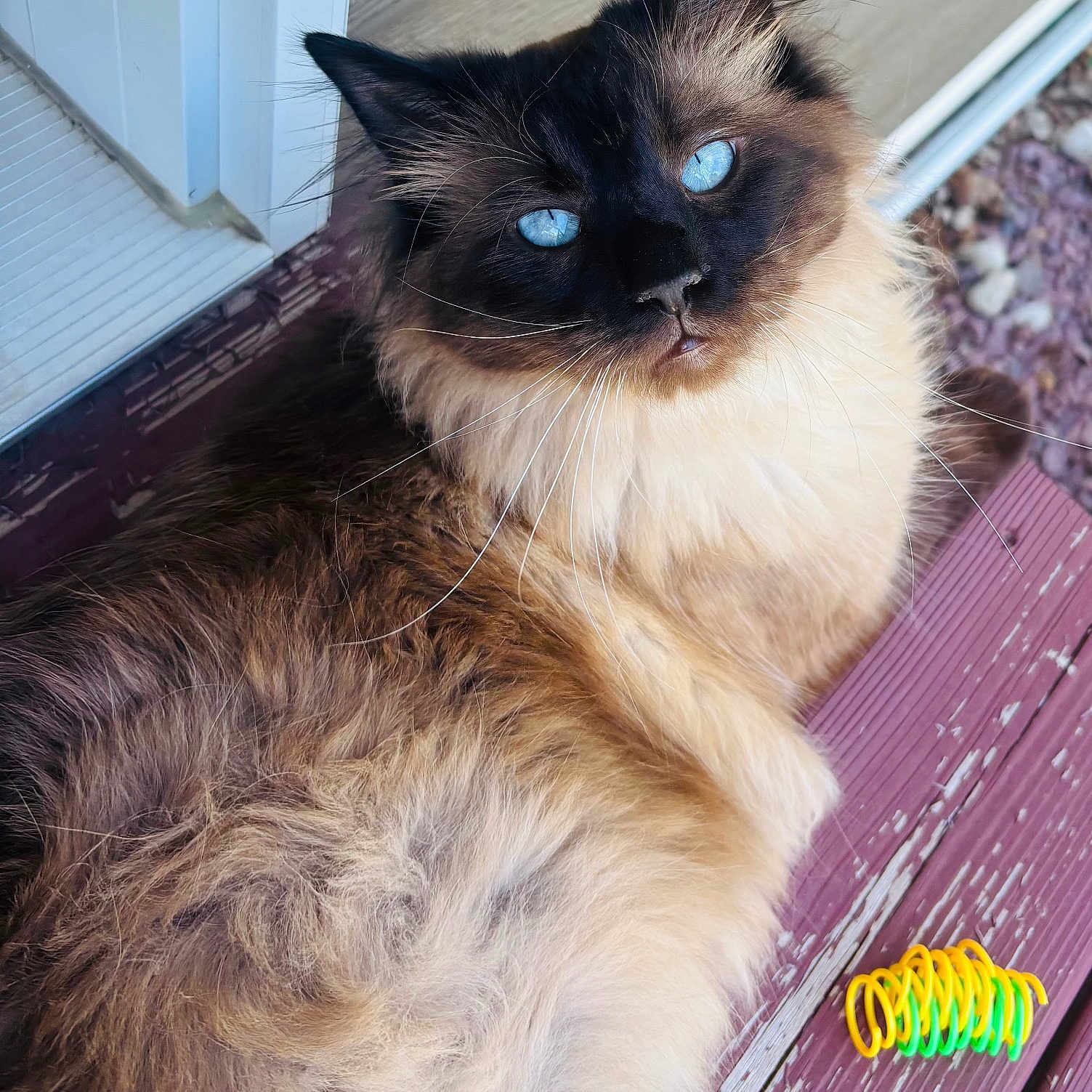 Luca is registered to the contest to win money with this photo: cat, fluffy, blue_eyes, long_hair, pet, animal, porch, wooden_floor, toy, colorful, relaxed, close_up, whiskers, outdoor, feline, curious, brown_fur, black_face, sitting, daylight