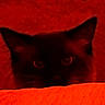 Luca joined the competition — help win amazing prizes! cat, animal, pet, red_background, dark, eyes, peeking, feline, mammal, whiskers, ears, closeup, shadow, low_light, portrait, indoor, curious, silhouette, face, hidden