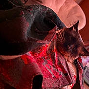 Luca is registered to the contest to win money with this photo: cat, blanket, red, black, patterned, cozy, indoor, feline, whiskers, soft, relaxed, resting, comfort, closeup, warm_lighting, fur, ear, face, couch, home