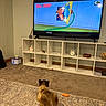 Luca joined the competition — help win amazing prizes! cat, television, cartoon, tom_and_jerry, carpet, shelf, clock, decor, indoor, living_room, rug, floor, furniture, electronics, remote_control, animal, pet, watching, entertainment, relaxation