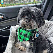Joey is registered to the contest to win money with this photo: dog, pet, car_seat, bandana, green, black, leash, window, rain, car_interior, seatbelt, cute, fluffy, small_dog, portrait, animal, travel, cozy, companion, looking