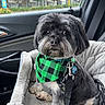 dog, pet, car_seat, bandana, green, black, leash, window, rain, car_interior, seatbelt, cute, fluffy, small_dog, portrait, animal, travel, cozy, companion, looking