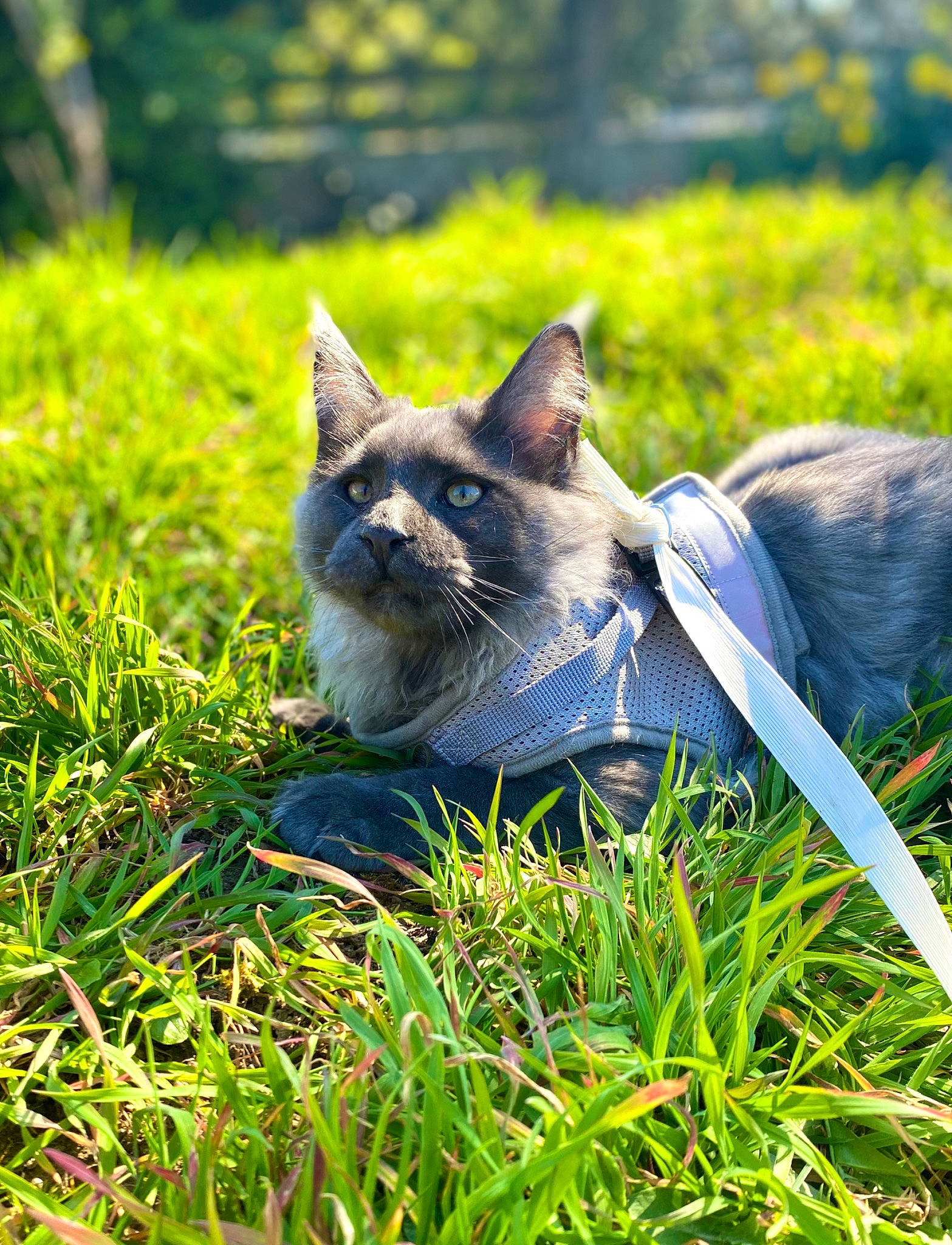 Sven a rejoint le concours — aidez-le/la à gagner de superbes lots ! art, carnivore, cat, domestic_short_haired_cat, electric_blue, fawn, felidae, fur, grass, grassland, groundcover, plant, small_to_medium_sized_cats, snout, tail, terrestrial_animal, tree, whiskers, wildlife, wood