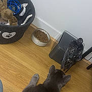 Grizou participe au concours pour gagner de l'argent avec cette photo : cat, bird, wooden_floor, pet_bed, toys, pet_food, kibble, trash_bin, indoor, curious, gray_cat, black_bird, animal_interaction, flooring, corner, wall, home, domestic, feline, feathered_animal
