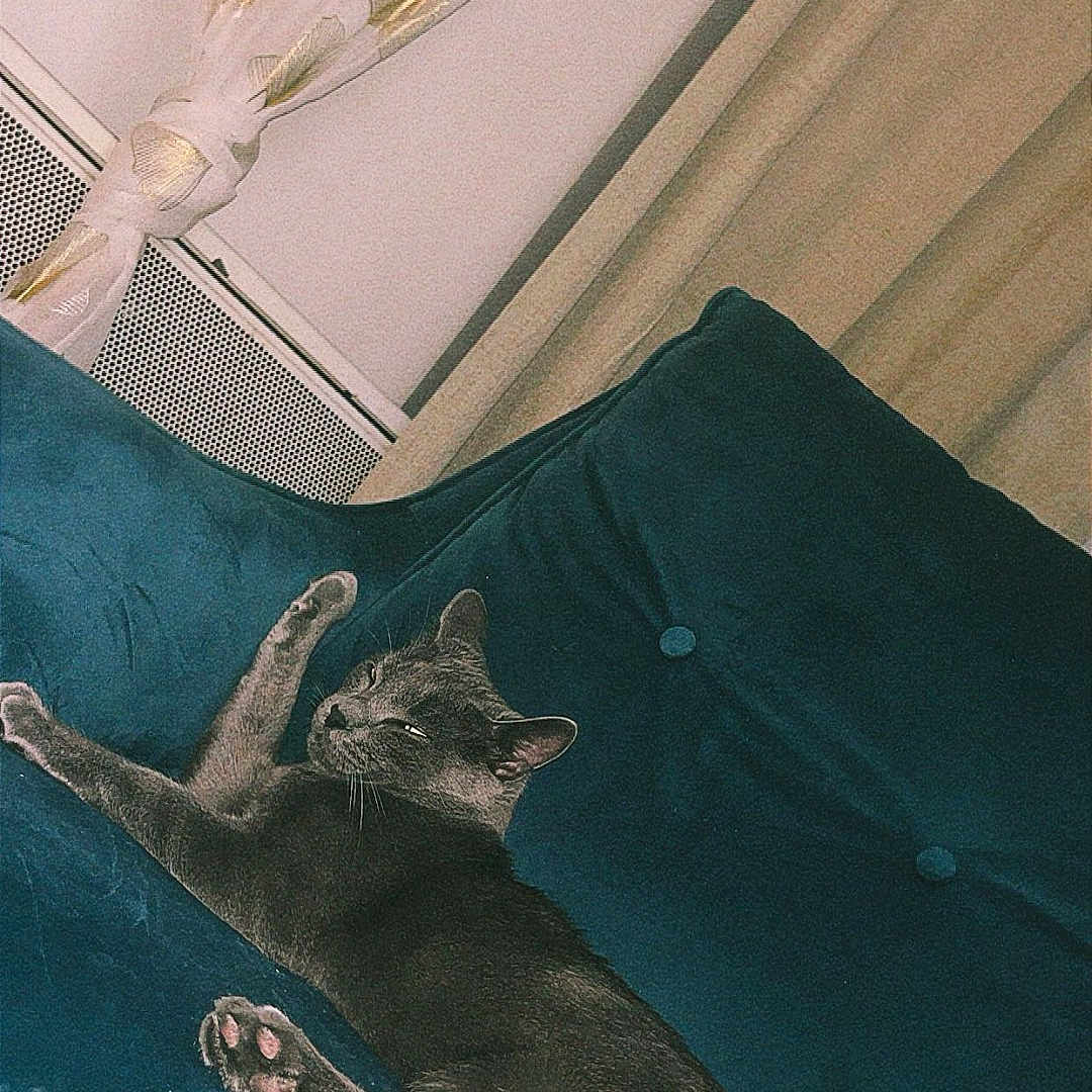 Grizou participe au concours pour gagner de l'argent avec cette photo : cat, cat_lying_down, cat_paws, couch, cozy, curtains, domestic_animal, ears, feline, furniture, gray_cat, home_interior, indoor, pet, relaxed, resting, soft_lighting, stretching, teal_couch, whiskers