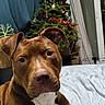 Dark a rejoint le concours — aidez-le/la à gagner de superbes lots ! animal, bulldog, canine, conifer, couch, dog, fir, flower, flowerarrangement, furniture, hardwood, hound, labradorretriever, pet, pitbull, plant, pointer, terrier, tree, wood