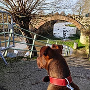 Dark participe au concours pour gagner de l'argent avec cette photo : accessories, animal, arch, architecture, bird, building, canal, canine, dog, handrail, hound, nature, outdoors, path, pet, plant, pointer, shelter, strap, water
