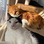 Rasta participe au concours pour gagner de l'argent avec cette photo : aegean_cat, carnivore, cat, domestic_short_haired_cat, european_shorthair, fawn, felidae, fur, mammal, norwegian_forest_cat, small_to_medium_sized_cats, tabby_cat, tail, turkish_van, whiskers