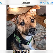 Samantha Jo is registered to the contest to win money with this photo: animal, attention, black, brown, canine, carpet, collar, curious, cute, dog, domestic, ears, floor, fur, home, indoor, looking, pet, portrait, white