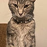 cat, gray_tabby, feline, pet, collar, spiked_collar, sitting, indoor, couch, fur, whiskers, ears, eyes, animal, portrait, looking, domestic_cat, furniture, home, serious