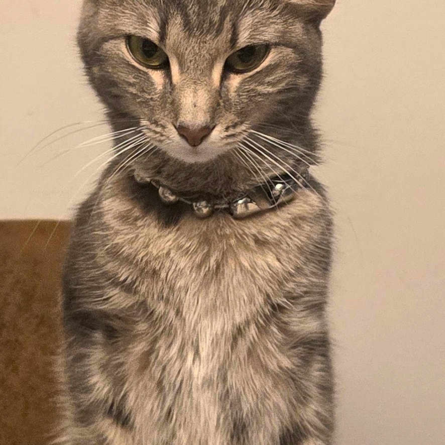 Pelusita joined the competition — help win amazing prizes! cat, gray_tabby, feline, pet, collar, spiked_collar, sitting, indoor, couch, fur, whiskers, ears, eyes, animal, portrait, looking, domestic_cat, furniture, home, serious