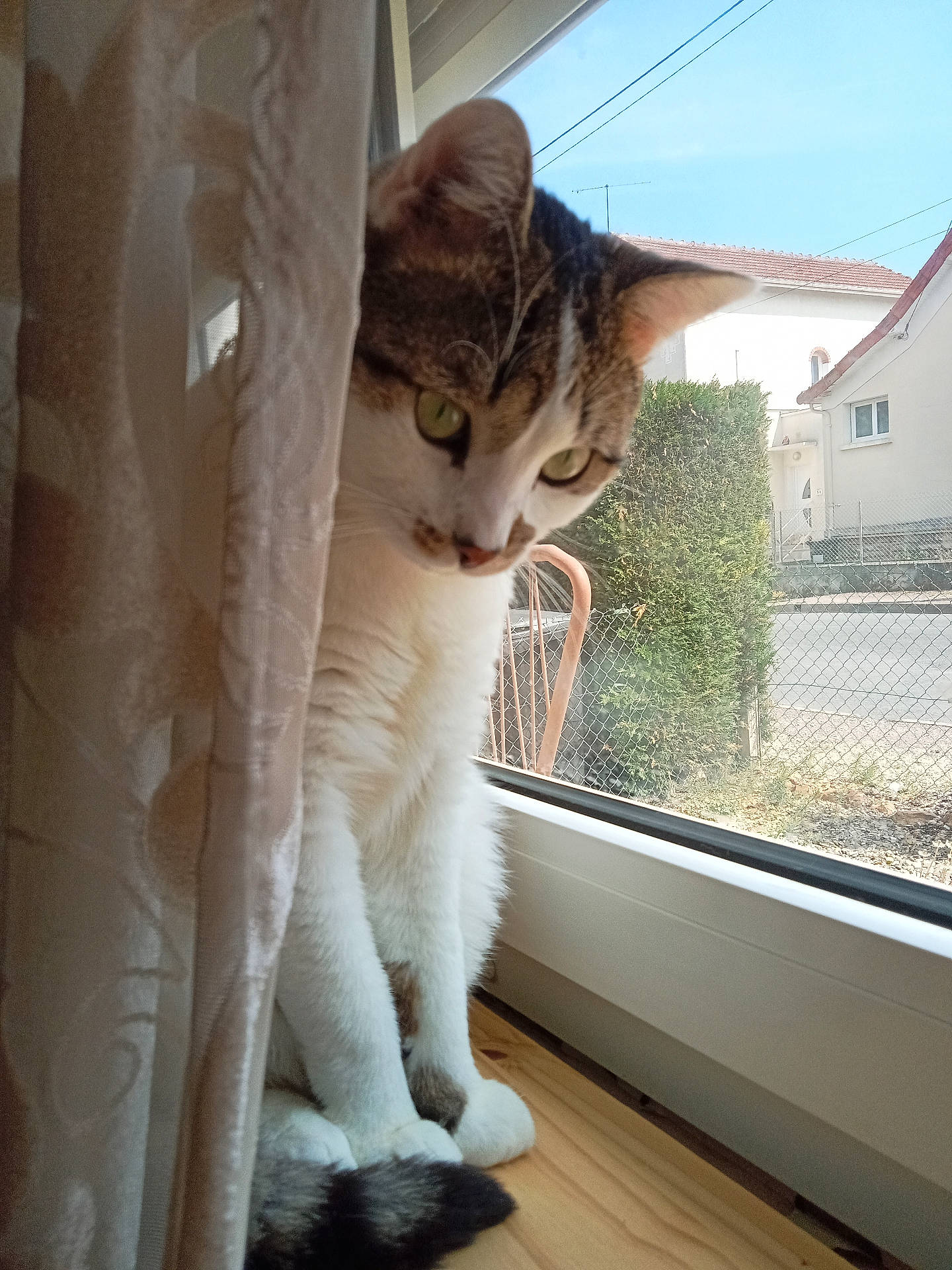 Béber a rejoint le concours — aidez-le/la à gagner de superbes lots ! animal, cat, curtain, daylight, domestic, eyes, feline, fence, fur, greenery, house, indoor, nature, outdoor, pet, tail, whiskers, window, windowsill, wood