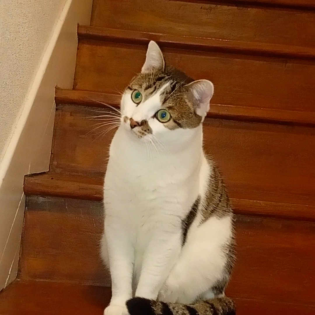 Béber a rejoint le concours — aidez-le/la à gagner de superbes lots ! animal, cat, curious, cute, domestic, ears, feline, floor, green_eyes, house, indoor, pet, sitting, stairs, tabby, tail, wall, whiskers, white_fur, wooden