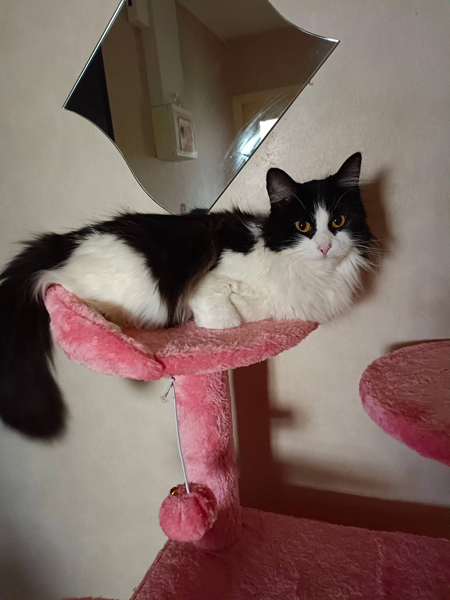 Chouka participe au concours pour gagner de l'argent avec cette photo : art, box, carnivore, cat, cat_supply, domestic_short_haired_cat, eye, felidae, formal_wear, fur, paw, pet_supply, plant, sitting, small_to_medium_sized_cats, snout, stairs, tail, tree, whiskers