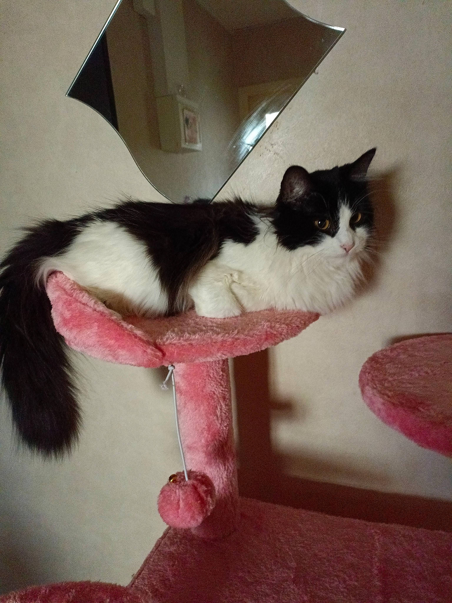 Chouka a rejoint le concours — aidez-le/la à gagner de superbes lots ! box, carnivore, cat, cat_bed, cat_furniture, cat_supply, chair, claw, comfort, domestic_short_haired_cat, felidae, formal_wear, fur, paw, pedestal, pet_supply, small_to_medium_sized_cats, snout, tail, whiskers