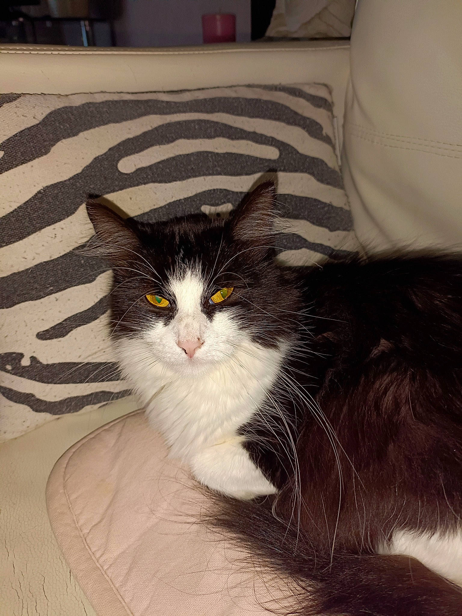 Chouka a rejoint le concours — aidez-le/la à gagner de superbes lots ! box, carnivore, cat, comfort, domestic_short_haired_cat, felidae, flooring, fur, paw, sand, sitting, small_to_medium_sized_cats, snout, tail, whiskers