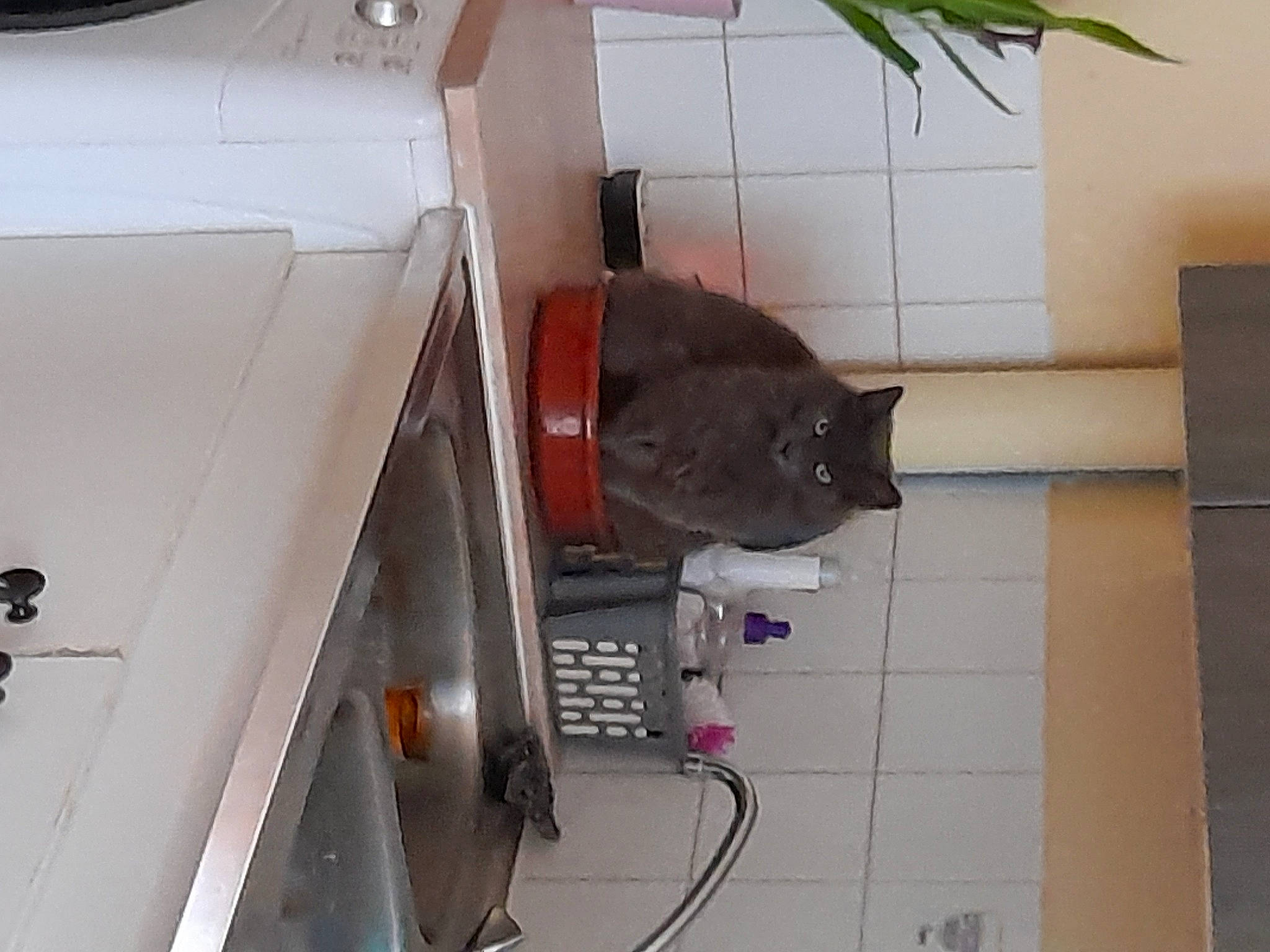 Aya participe au concours pour gagner de l'argent avec cette photo : carnivore, cat, domestic_short_haired_cat, electrical_wiring, felidae, fender, floor, flooring, flowerpot, gas, hardwood, houseplant, machine, plant, room, small_to_medium_sized_cats, tail, whiskers, wire, wood