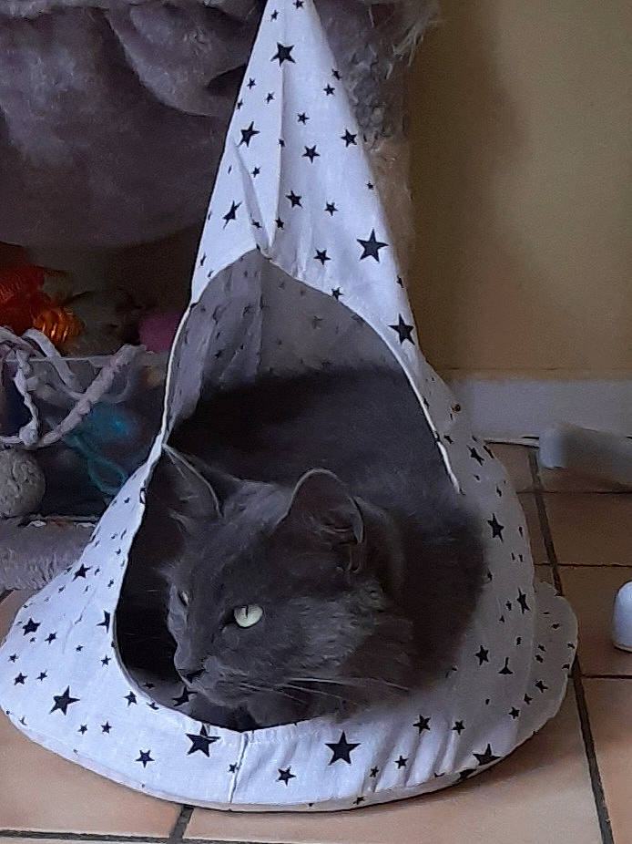 Aya a rejoint le concours — aidez-le/la à gagner de superbes lots ! bag, black_cat, carnivore, cat, cat_bed, cat_supply, circle, comfort, cone, domestic_short_haired_cat, fashion_accessory, felidae, grey, linens, pattern, room, small_to_medium_sized_cats, triangle, whiskers