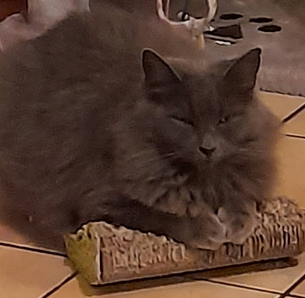 Aya participe au concours pour gagner de l'argent avec cette photo : art, carnivore, cat, comfort, domestic_short_haired_cat, felidae, fur, grey, metal, paw, rectangle, small_to_medium_sized_cats, square, tail, whiskers, wood