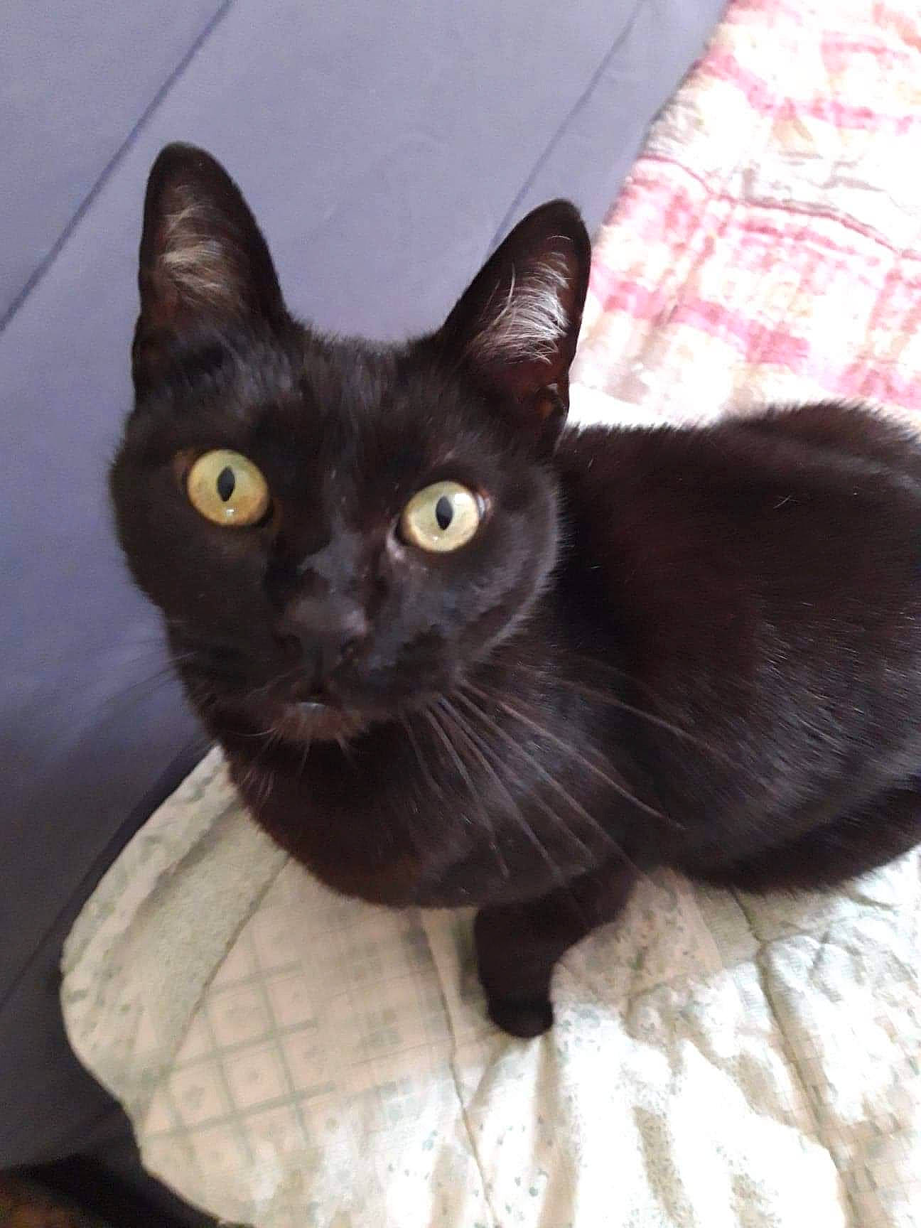 Minou a rejoint le concours — aidez-le/la à gagner de superbes lots ! black_cat, bombay, carnivore, cat, cat_supply, claw, comfort, domestic_short_haired_cat, felidae, fur, havana_brown, pet_supply, small_to_medium_sized_cats, snout, tail, terrestrial_animal, whiskers