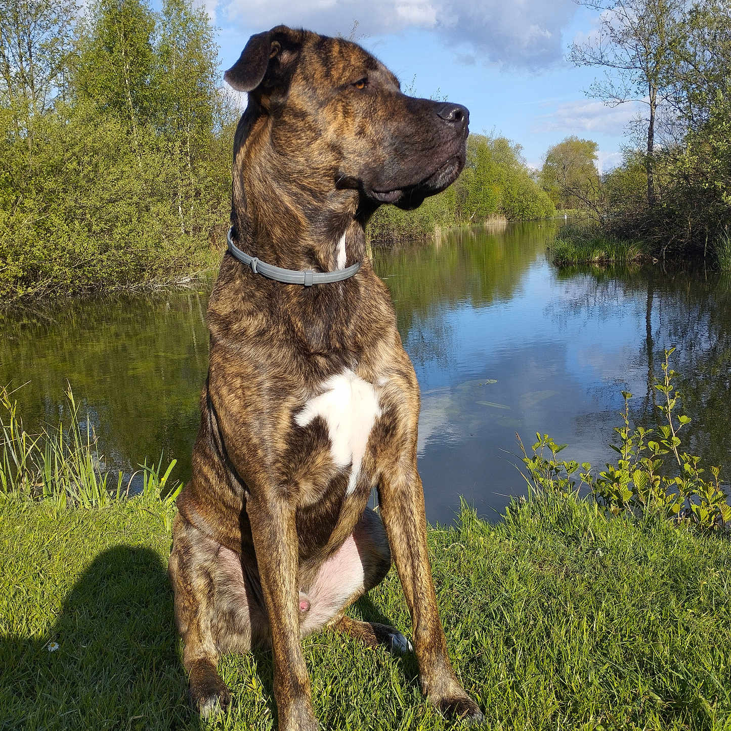 Tyson participe au concours pour gagner de l'argent avec cette photo : animal, brindle, canine, clouds, collar, daytime, dog, grass, mammal, nature, outdoor, park, reflection, river, scenery, sitting, sky, sunlight, trees, water