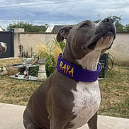 Raya a rejoint le concours — aidez-le/la à gagner de superbes lots ! dog, sitting, collar, outdoor, garden, grass, patio, sky, cloudy, animal, pet, canine, fence, plants, sidewalk, domestic_animal, white_paws, gray_fur, name_collar, calm