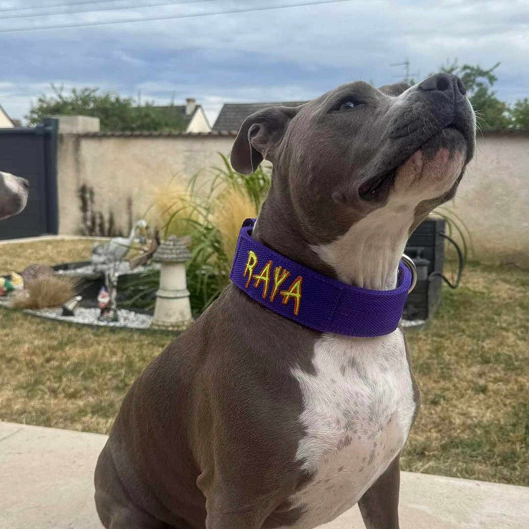 Raya a rejoint le concours — aidez-le/la à gagner de superbes lots ! dog, sitting, collar, outdoor, garden, grass, patio, sky, cloudy, animal, pet, canine, fence, plants, sidewalk, domestic_animal, white_paws, gray_fur, name_collar, calm