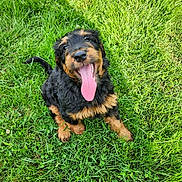 Layla joined the competition — help win amazing prizes! puppy, dog, grass, outdoor, tongue_out, happy, pet, animal, cute, black, tan, fur, playful, nature, summer, green, sitting, young, adorable, canine