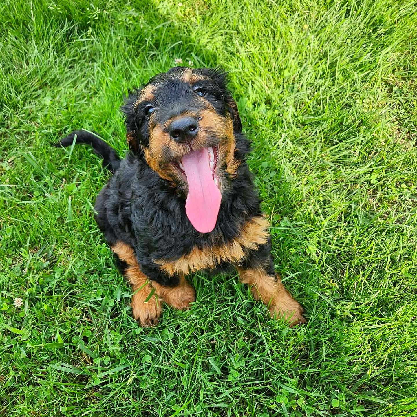 Layla
