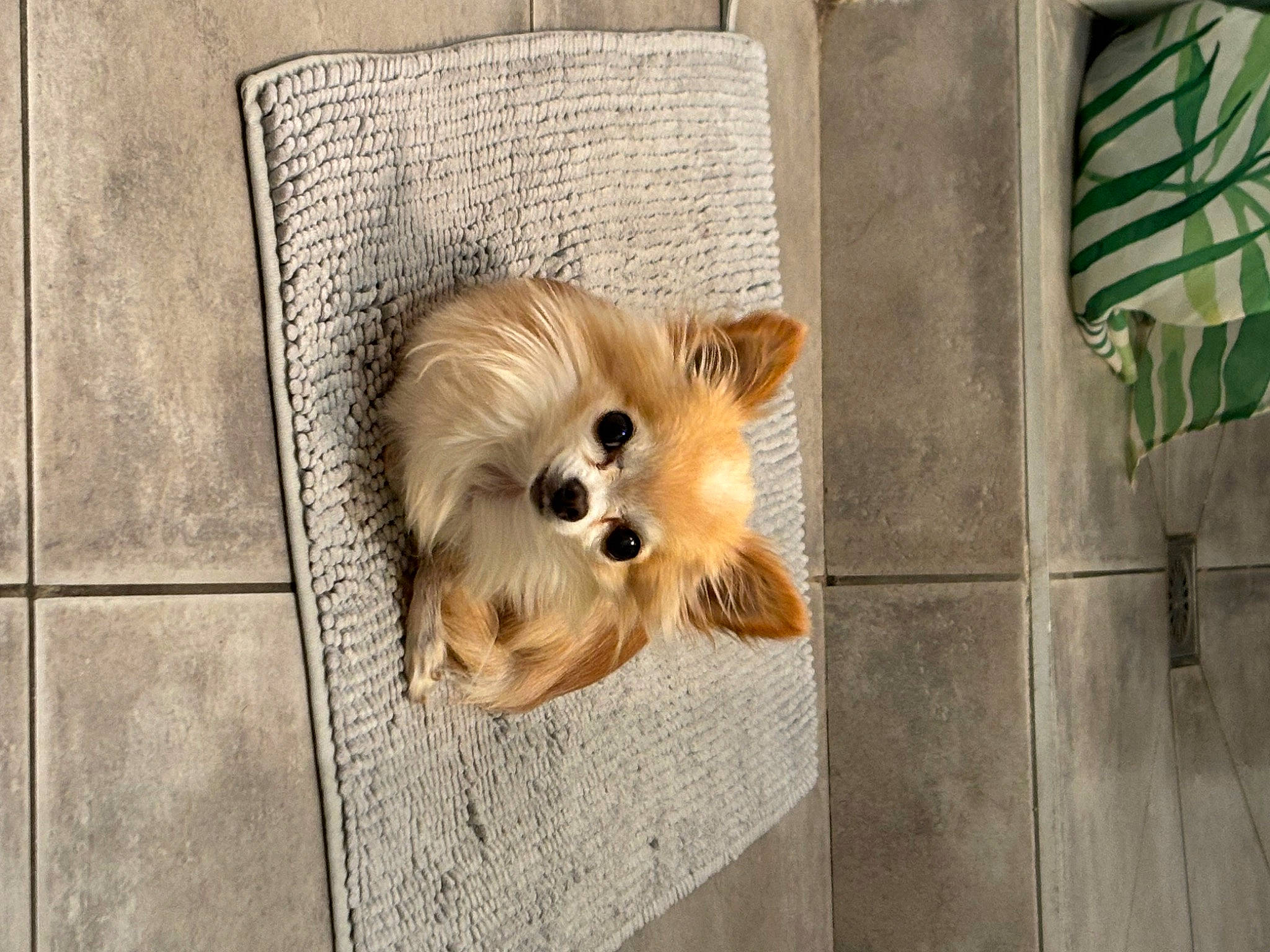 Nioki a rejoint le concours — aidez-le/la à gagner de superbes lots ! canidae, carnivore, companion_dog, dog, dog_breed, dog_supply, fashion_accessory, fawn, flooring, fur, liver, pet_supply, snout, sporting_group, toy, toy_dog, whiskers, wood, working_animal, yorkshire_terrier