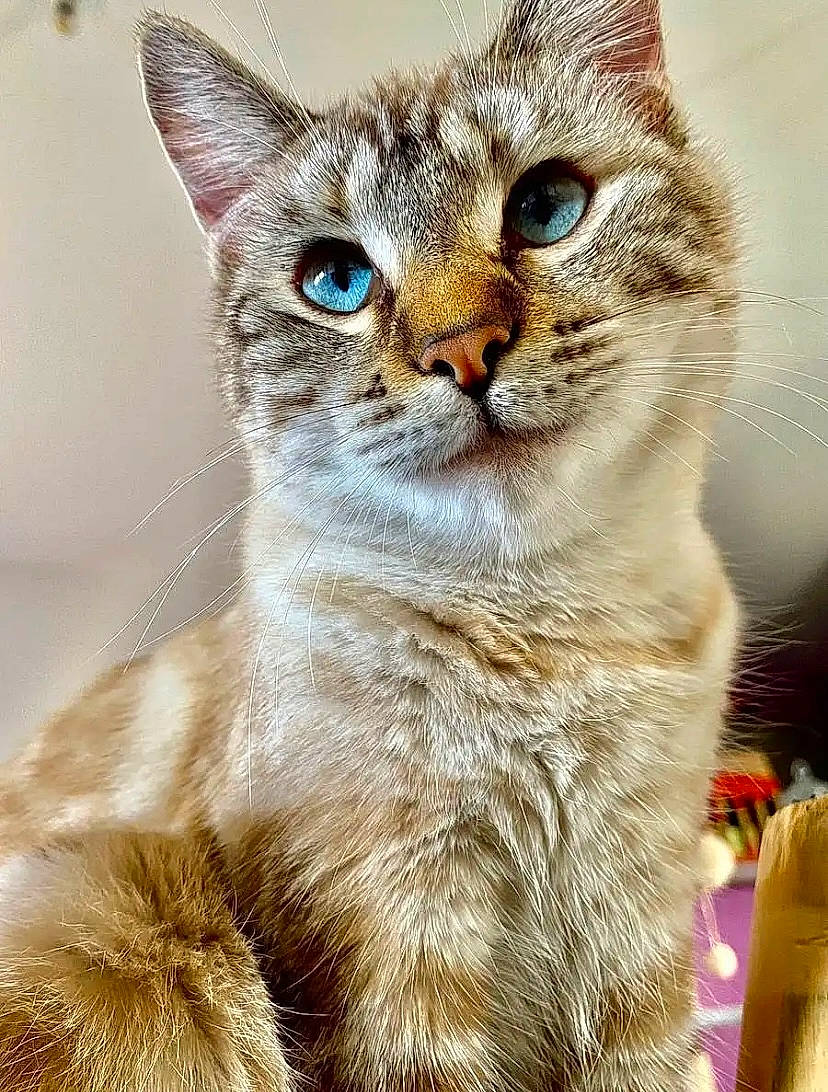 Talia participe au concours pour gagner de l'argent avec cette photo : carnivore, cat, close_up, event, felidae, fur, pet_supply, photo_caption, small_to_medium_sized_cats, snout, terrestrial_animal, whiskers, wildlife