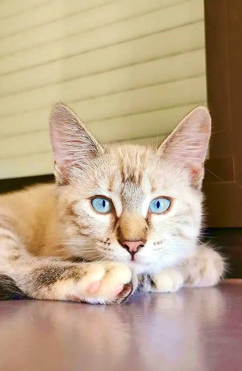 Talia a rejoint le concours — aidez-le/la à gagner de superbes lots ! carnivore, cat, cat_furniture, cat_supply, claw, comfort, domestic_short_haired_cat, fang, fawn, felidae, fur, paw, pet_supply, small_to_medium_sized_cats, snout, tail, whiskers, wildlife, window, wood