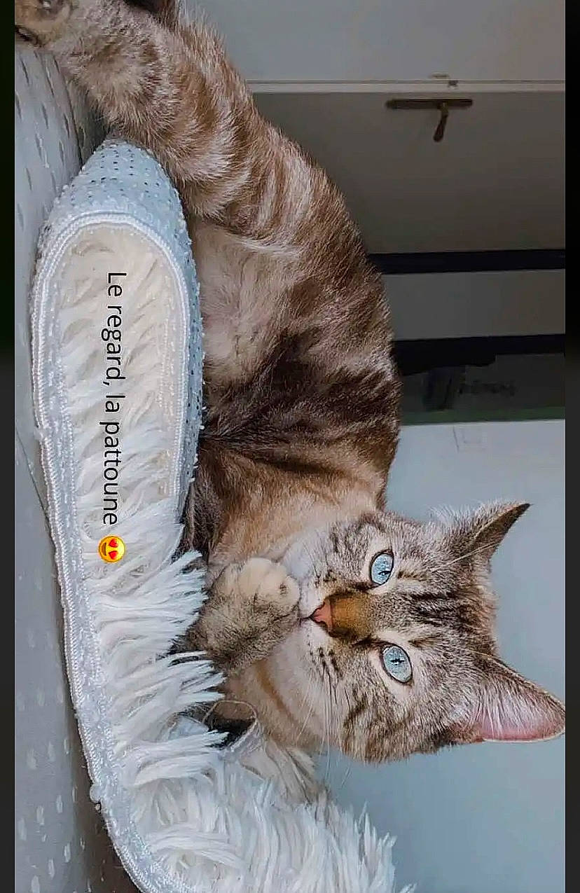 Talia a rejoint le concours — aidez-le/la à gagner de superbes lots ! carnivore, cat, claw, domestic_short_haired_cat, fawn, feather, felidae, fur, fur_clothing, leg, paw, small_to_medium_sized_cats, snout, tail, whiskers, window, winter