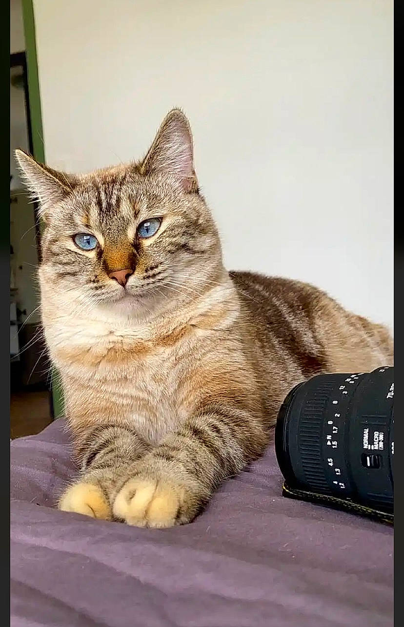 Talia participe au concours pour gagner de l'argent avec cette photo : art, carnivore, cat, claw, comfort, domestic_short_haired_cat, felidae, fur, paw, rectangle, sitting, small_to_medium_sized_cats, snout, tail, terrestrial_animal, whiskers, window