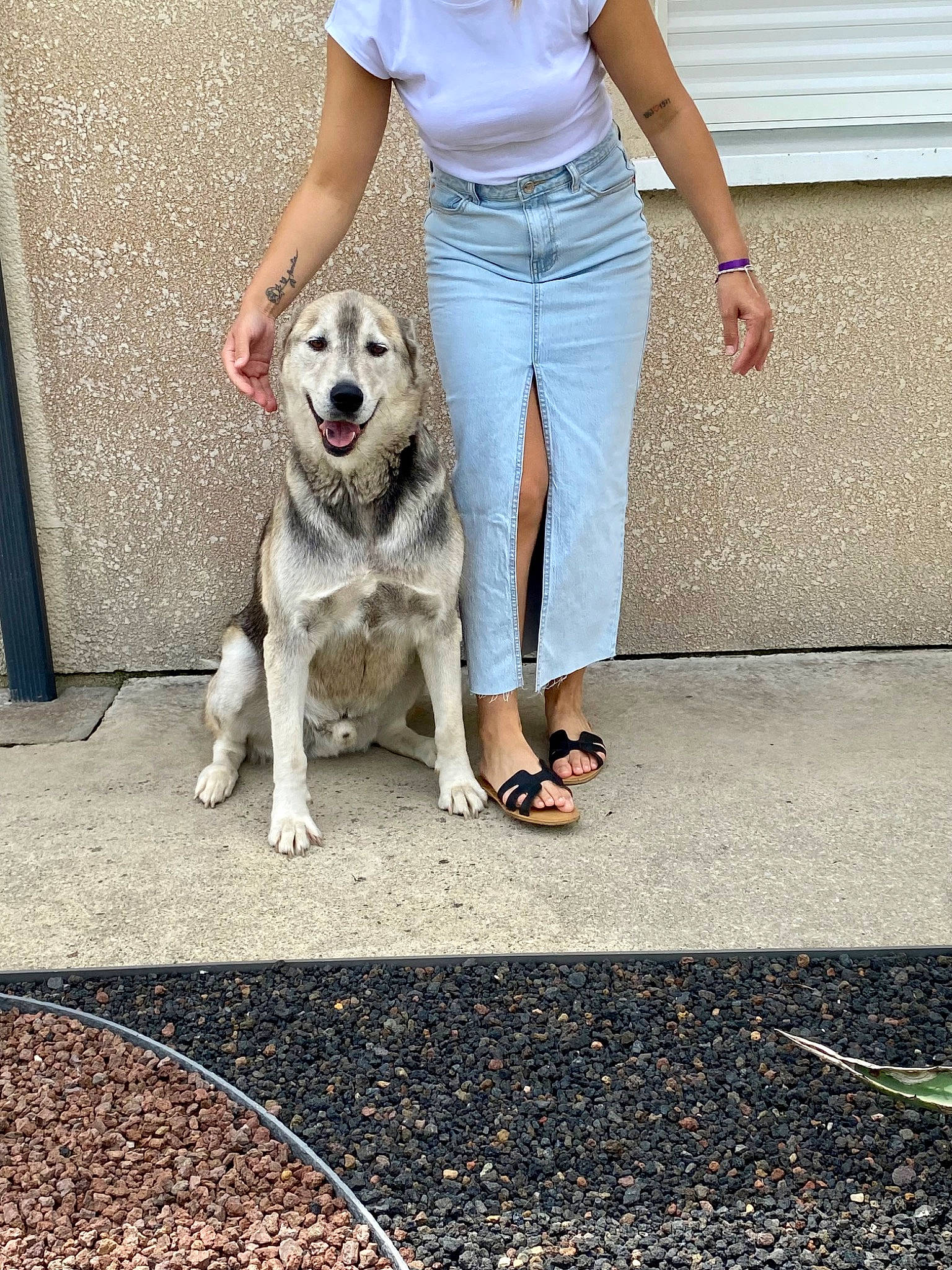 Obama a rejoint le concours — aidez-le/la à gagner de superbes lots ! asphalt, belt, canidae, carnivore, companion_dog, denim, dog, dog_breed, fawn, foot, human_leg, knee, leash, road_surface, sandal, sidewalk, sitting, sporting_group, waist, walking