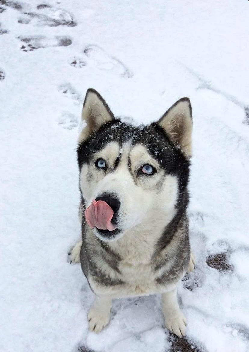Nanook participe au concours pour gagner de l'argent avec cette photo : art, canidae, carnivore, dog, dog_breed, eye, freezing, fur, jaw, recreation, siberian_husky, sled_dog, snout, snow, sporting_group, tail, tree, wildlife, winter, wolf