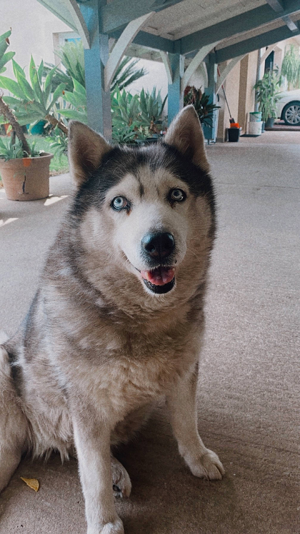 Nanook a rejoint le concours — aidez-le/la à gagner de superbes lots ! carnivore, collar, companion_dog, dog, dog_breed, eye, flowerpot, foot, fur, houseplant, plant, snout, terrestrial_animal, tire, tree, wheel, whiskers, window, working_animal, working_dog