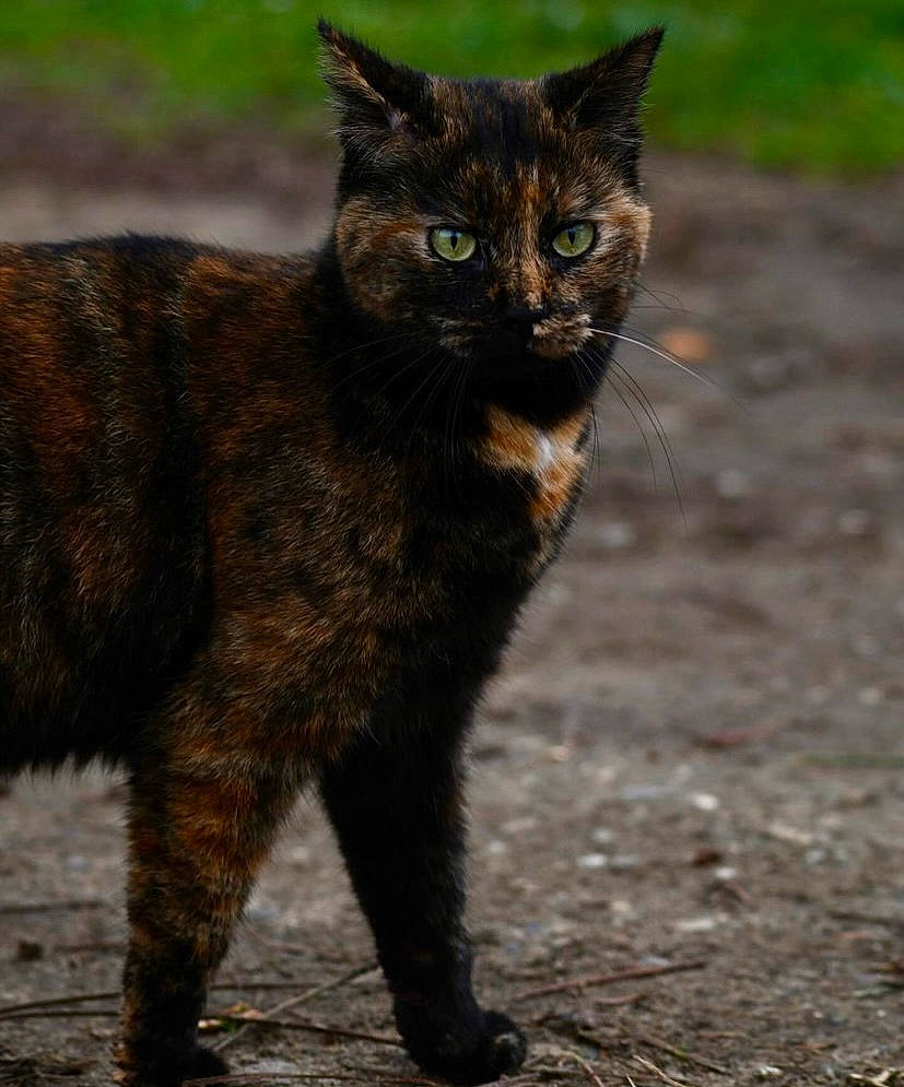 Twixy a rejoint le concours — aidez-le/la à gagner de superbes lots ! bombay, carnivore, cat, claw, domestic_short_haired_cat, eye, felidae, fur, grass, small_to_medium_sized_cats, snout, soil, tail, terrestrial_animal, whiskers, wildlife