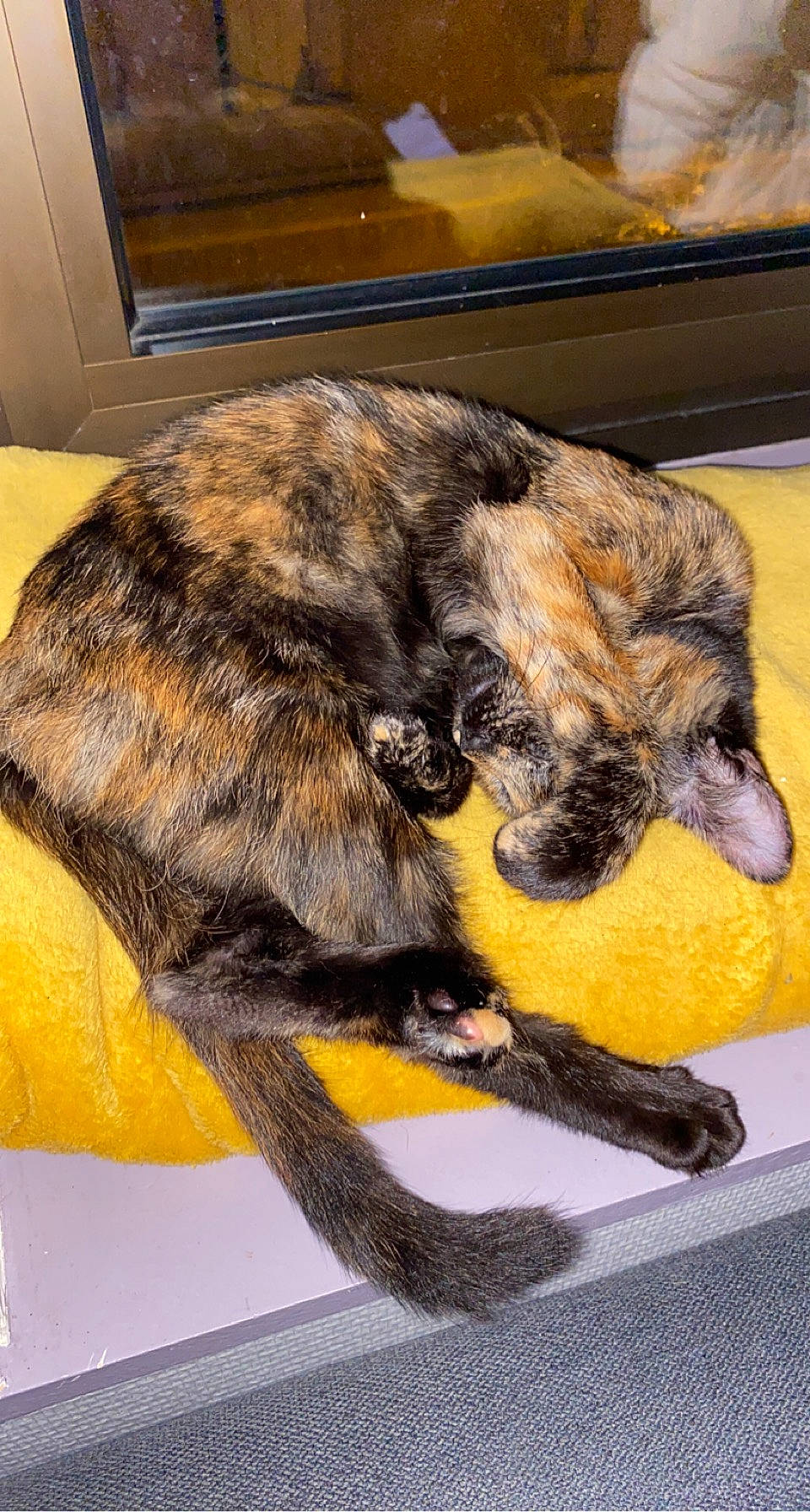 Twixy participe au concours pour gagner de l'argent avec cette photo : carnivore, claw, comfort, companion_dog, dog, dog_breed, fawn, felidae, flooring, fur, guard_dog, paw, snout, sporting_group, tail, terrestrial_animal, whiskers