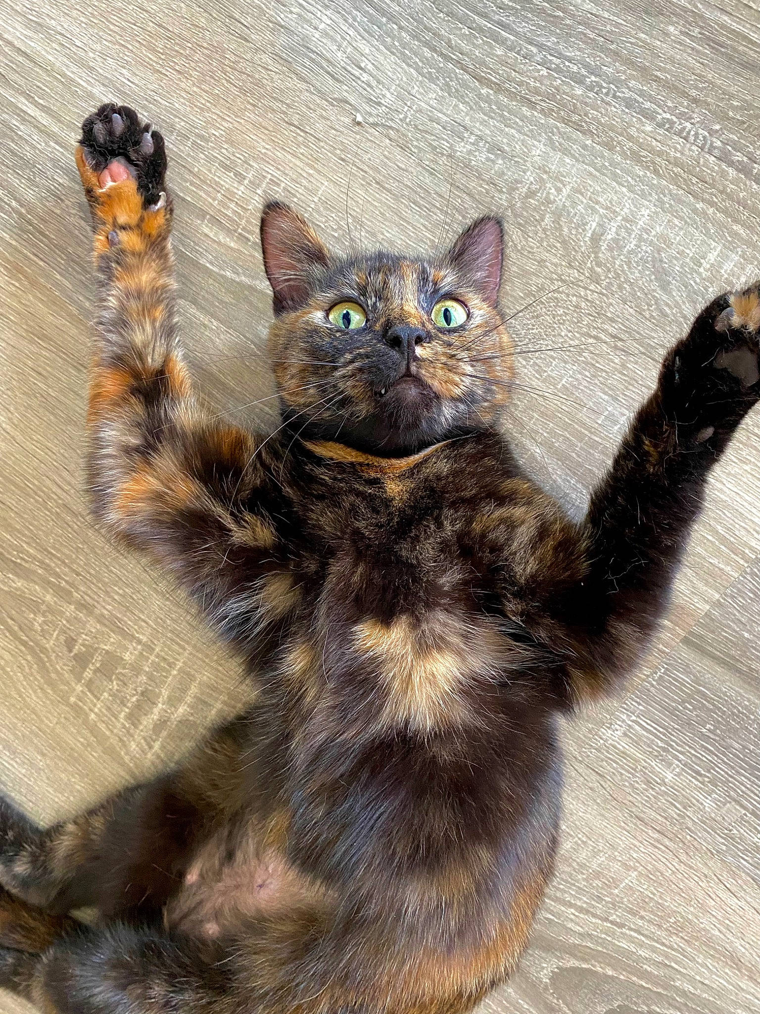 Twixy a rejoint le concours — aidez-le/la à gagner de superbes lots ! carnivore, cat, cat_supply, cat_toy, claw, domestic_short_haired_cat, felidae, fur, paw, small_to_medium_sized_cats, snout, tail, terrestrial_animal, whiskers