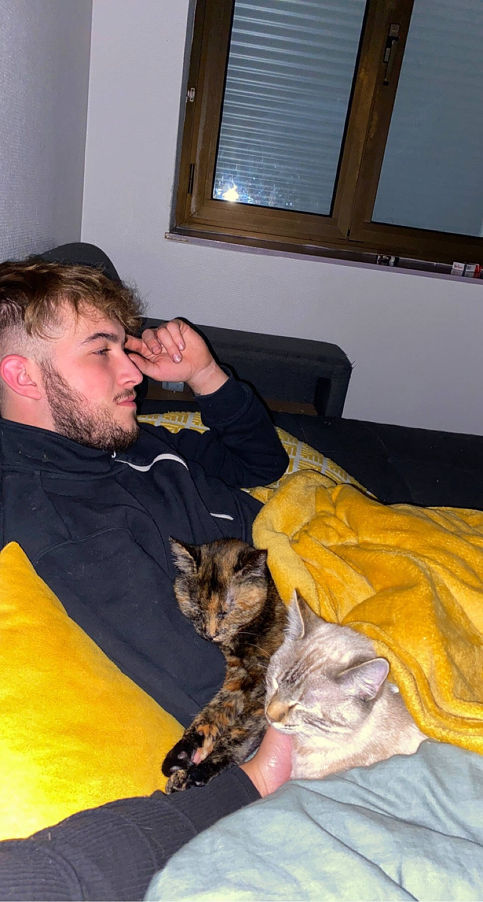 Twixy a rejoint le concours — aidez-le/la à gagner de superbes lots ! beard, canidae, carnivore, cat, comfort, companion_dog, couch, domestic_short_haired_cat, ear, facial_hair, felidae, fun, fur, lap, room, sitting, small_to_medium_sized_cats, whiskers, window, window_blind